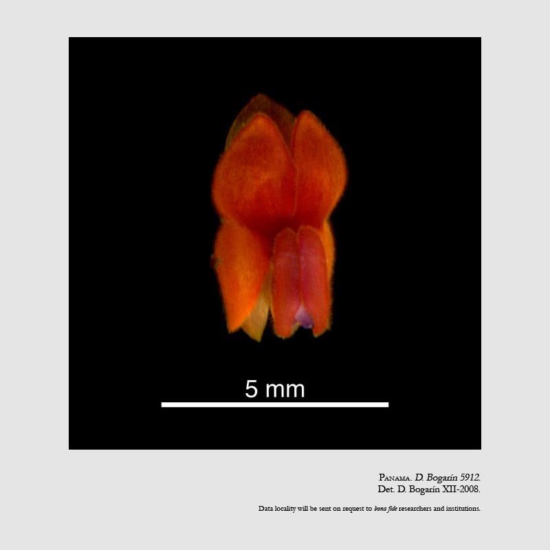 EPIDENDRA .:. Lepanthes fimbriata
